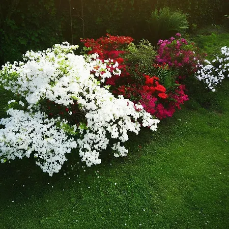 Dei Pini Laveno-Mombello