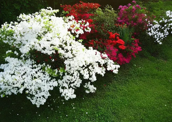 Dei Pini Laveno-Mombello