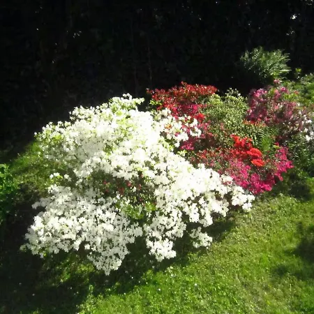 Dei Pini * Laveno-Mombello